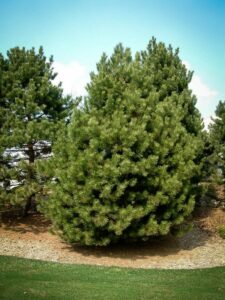 Сосна Чёрная (Pinus Nigra) купить по цене от 270.00р. в интернет-магазине «Посадика» с доставкой почтой в в Белозерске и по всей России – [изображение №1].