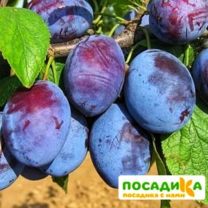 Слива Чачакская ранняя купить по цене от 229.00р. в интернет-магазине «Посадика» с доставкой почтой в в Белозерске и по всей России – [изображение №1].