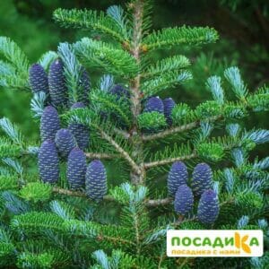 Пихта корейская (Abies koreana) купить по цене от 450.00р. в интернет-магазине «Посадика» с доставкой почтой в в Белозерске и по всей России – [изображение №1].