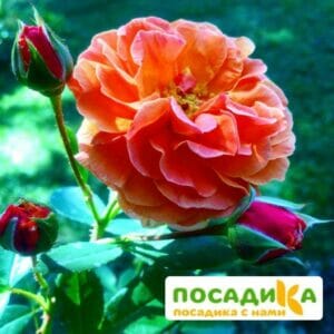 Роза Арабия купить по цене от 350.00р. в интернет-магазине «Посадика» с доставкой почтой в в Белозерске и по всей России – [изображение №1].