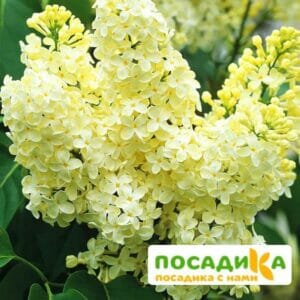 Сирень Примроуз (Primrose) купить по цене от 529.00р. в интернет-магазине «Посадика» с доставкой почтой в в Белозерске и по всей России – [изображение №1].