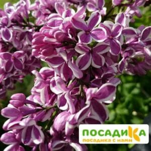 Сирень Сенсация купить по цене от 529.00р. в интернет-магазине «Посадика» с доставкой почтой в в Белозерске и по всей России – [изображение №1].