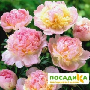 Пион Распберри Сандей (Paeonia Raspberry Sundae) купить по цене от 959р. в интернет-магазине «Посадика» с доставкой почтой в в Белозерске и по всей России – [изображение №1].