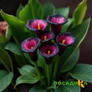 Калла Аура Лейс купить по цене от 400р. в интернет-магазине «Посадика» с доставкой почтой в в Белозерске и по всей России – [изображение №1].