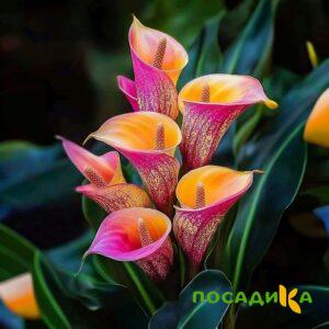 Калла Оникс купить по цене от 450р. в интернет-магазине «Посадика» с доставкой почтой в в Белозерске и по всей России – [изображение №1].