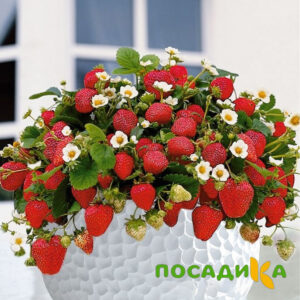 Клубника Рубиновый Шепот (горшечная) купить по цене от 240р. в интернет-магазине «Посадика» с доставкой почтой в в Белозерске и по всей России – [изображение №1].