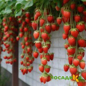Клубника вьющаяся Комплимент купить по цене от 470р. в интернет-магазине «Посадика» с доставкой почтой в в Белозерске и по всей России – [изображение №1].
