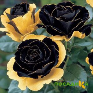 Роза Ханни Сикл купить по цене от 700р. в интернет-магазине «Посадика» с доставкой почтой в в Белозерске и по всей России – [изображение №1].
