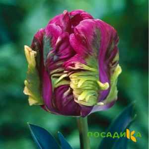 Тюльпан Экзотик Хэвен купить по цене от 186р. в интернет-магазине «Посадика» с доставкой почтой в в Белозерске и по всей России – [изображение №1].