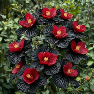 Гибискус Ройял Афеа купить по цене от 460р. в интернет-магазине «Посадика» с доставкой почтой в в Белозерске и по всей России – [изображение №1].