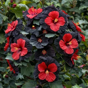 Гибискус Шиммеринг купить по цене от 720р. в интернет-магазине «Посадика» с доставкой почтой в в Белозерске и по всей России – [изображение №1].